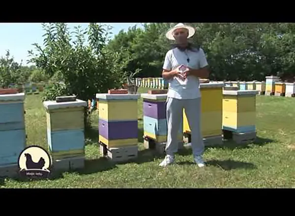 Iskustva profi pčelara - Letnji i zimski tretman protiv varoe organskim sredsvima